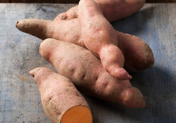 Batāte Erato Orange