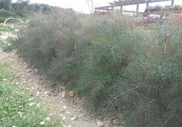 Fenhelis parastais Smokey