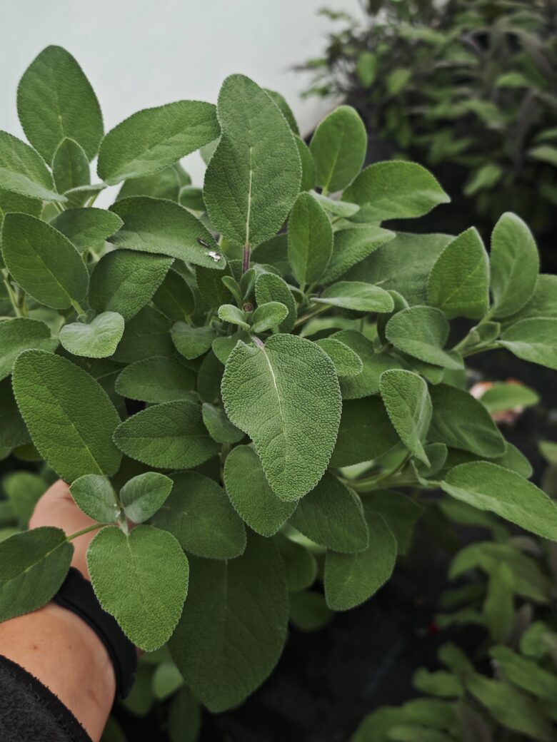 Salvija ārstnieciskā