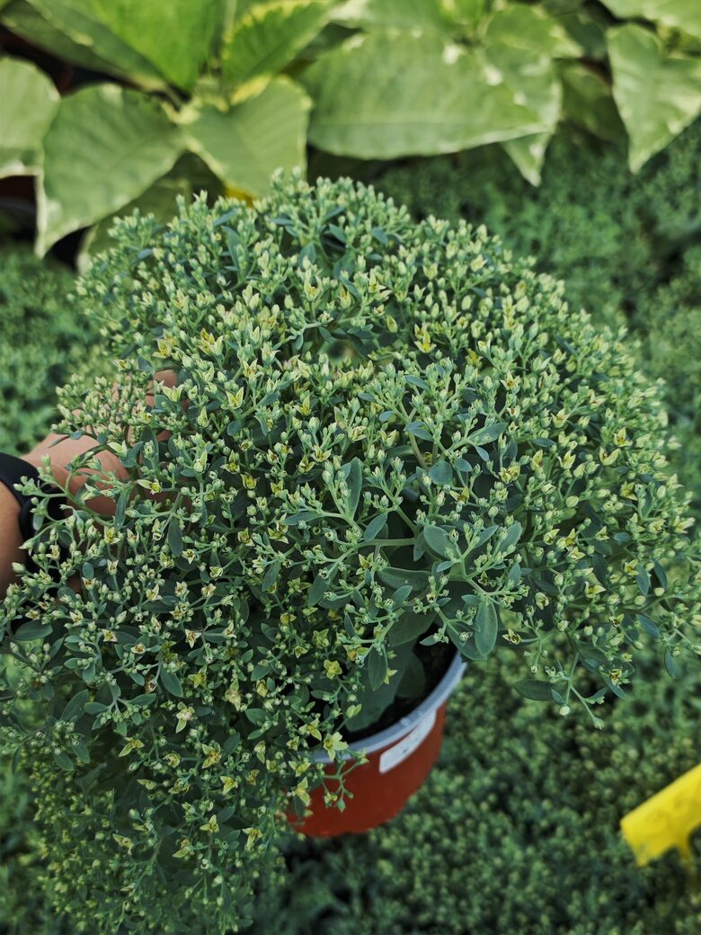 Sedum Rock N - Round Bundle of Joy