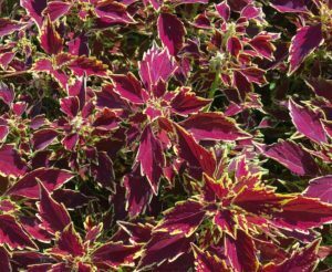 Skaistnātrīte Royale Cherry Brandy