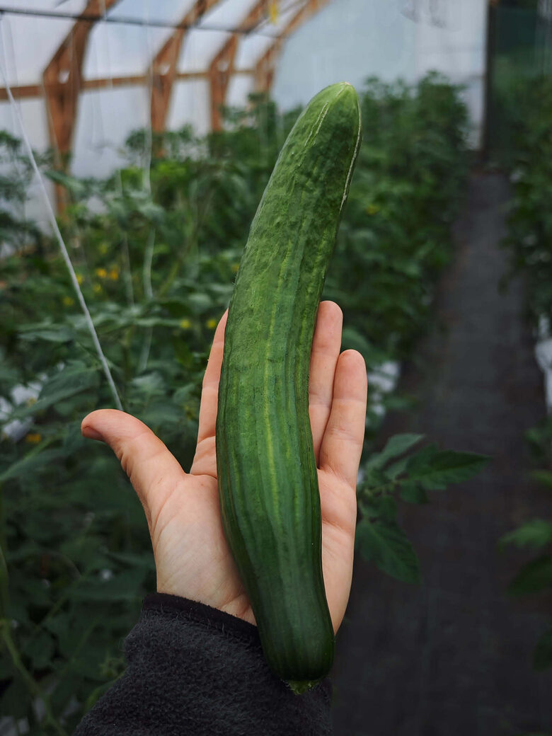 Saladin F1 (Zozuļa tipa)