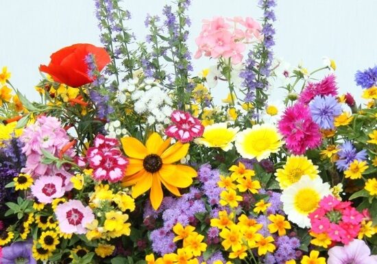 Puķu maisījums: Romantiskā dobe