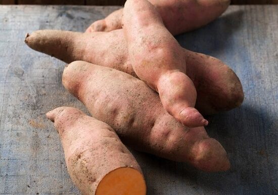 Batāte Erato Orange