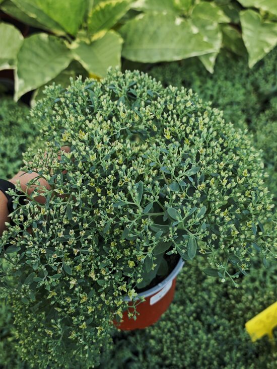 Sedum Rock N - Round Bundle of Joy