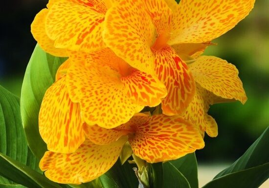 Kanna zema Happy Emily