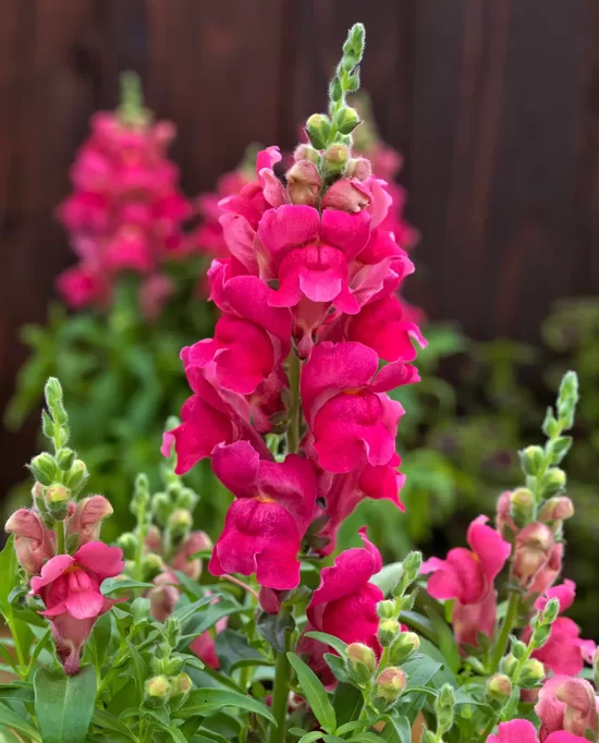 Lauvmutīte Candy Tops Rose