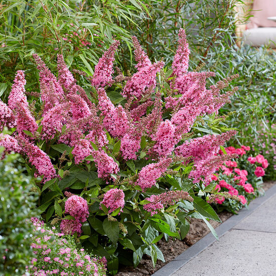 Dāvida budleja Little Pink