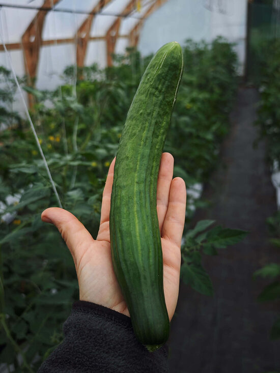 Saladin F1 (Zozuļa tipa)