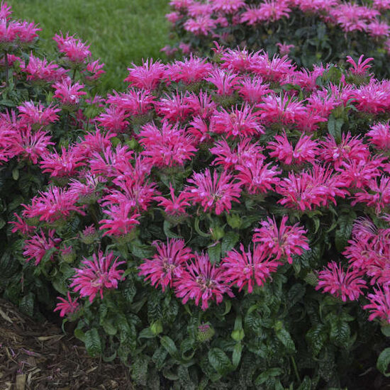 Monarda ‘Neon Pink’