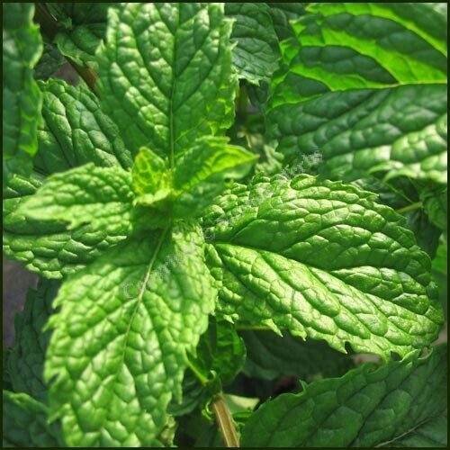 Piparmētra Taškentas