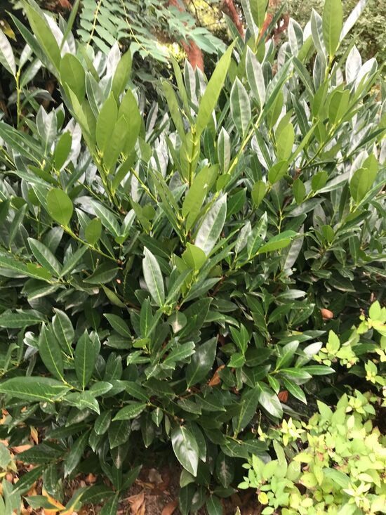 Laurķirsis 'Otto Supreme'