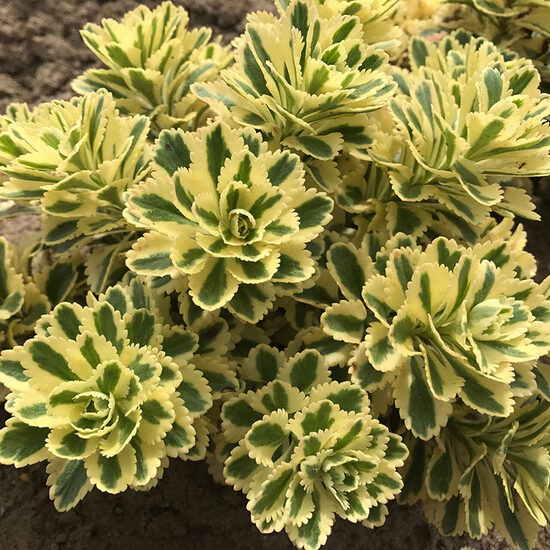 Sedum Atlantis