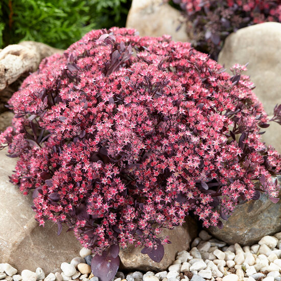 Sedum Plum Dazzled
