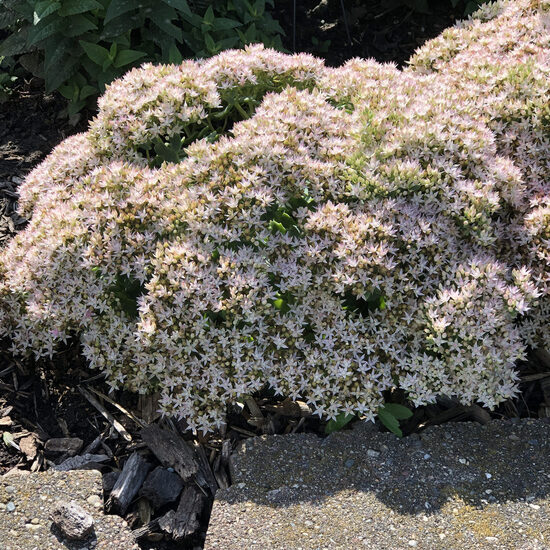Sedum Rock N - Round Bundle of Joy