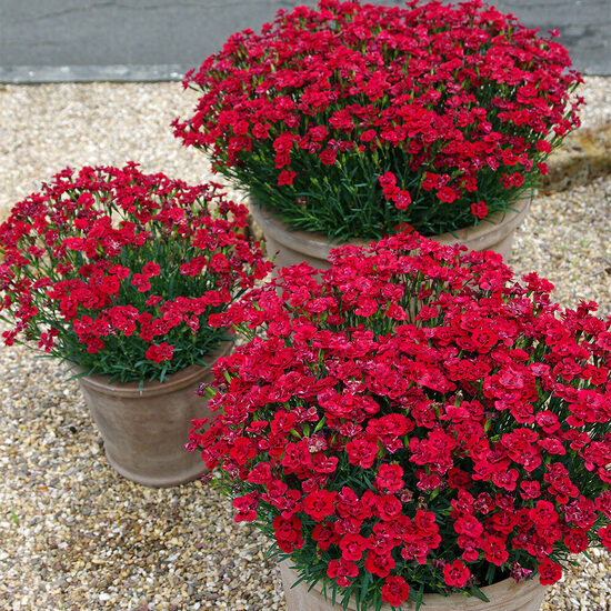 Neļķe Merci Fleuri