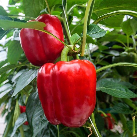 Paprika (nesūtam)