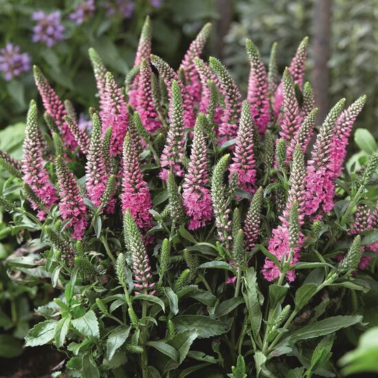 Veronika Candles Bubblegum