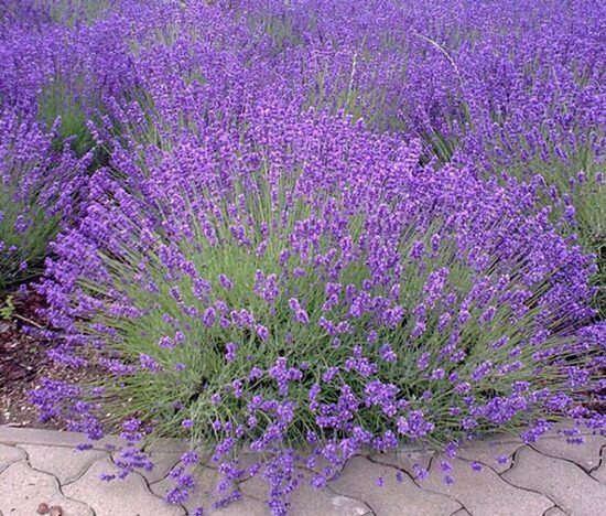 Šaurlapu lavanda