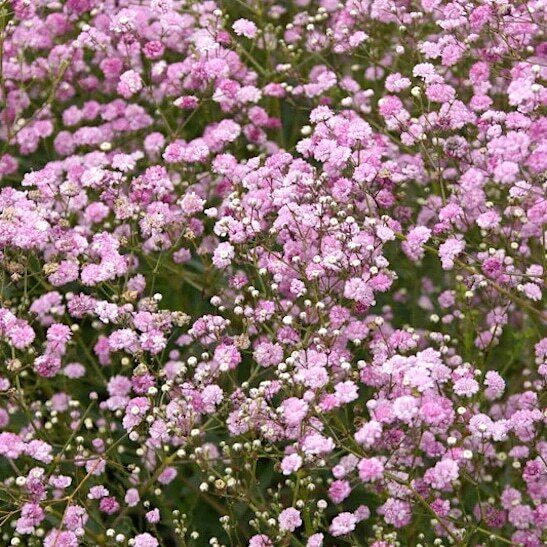 Plīvurpuķe Festival Pink Lady