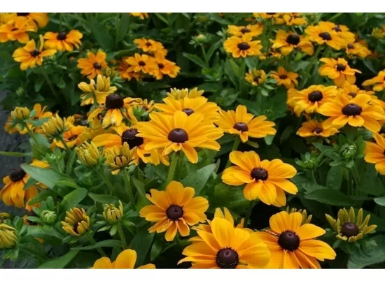 Rudbekija zema Toto Gold