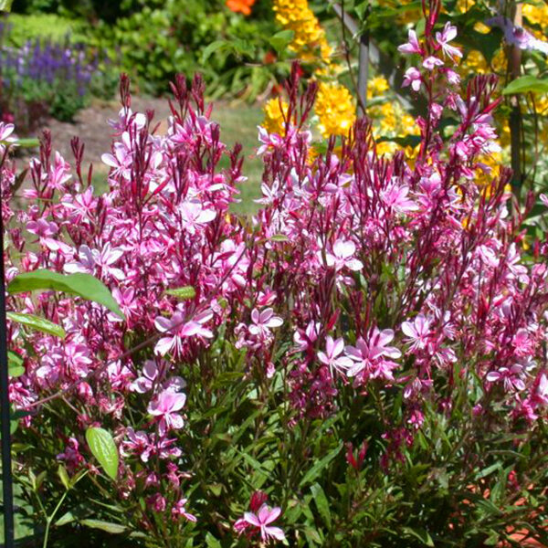 Gaura Flamingo Pink