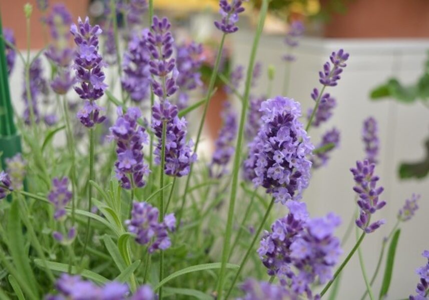 Lavanda šaurlapu Avignon Early blue