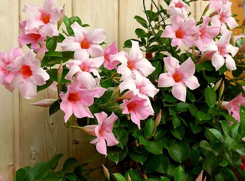 Mandevilla - Cream pink (Dipladēnija)