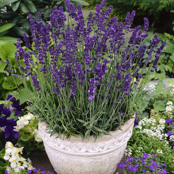 Lavanda šaurlapu Hidcote  Blue